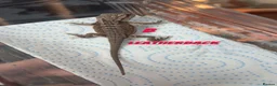Bearded Dragon reptiles for sale: Red monster 👹 x hypo zero bearded dragons - Advert 3