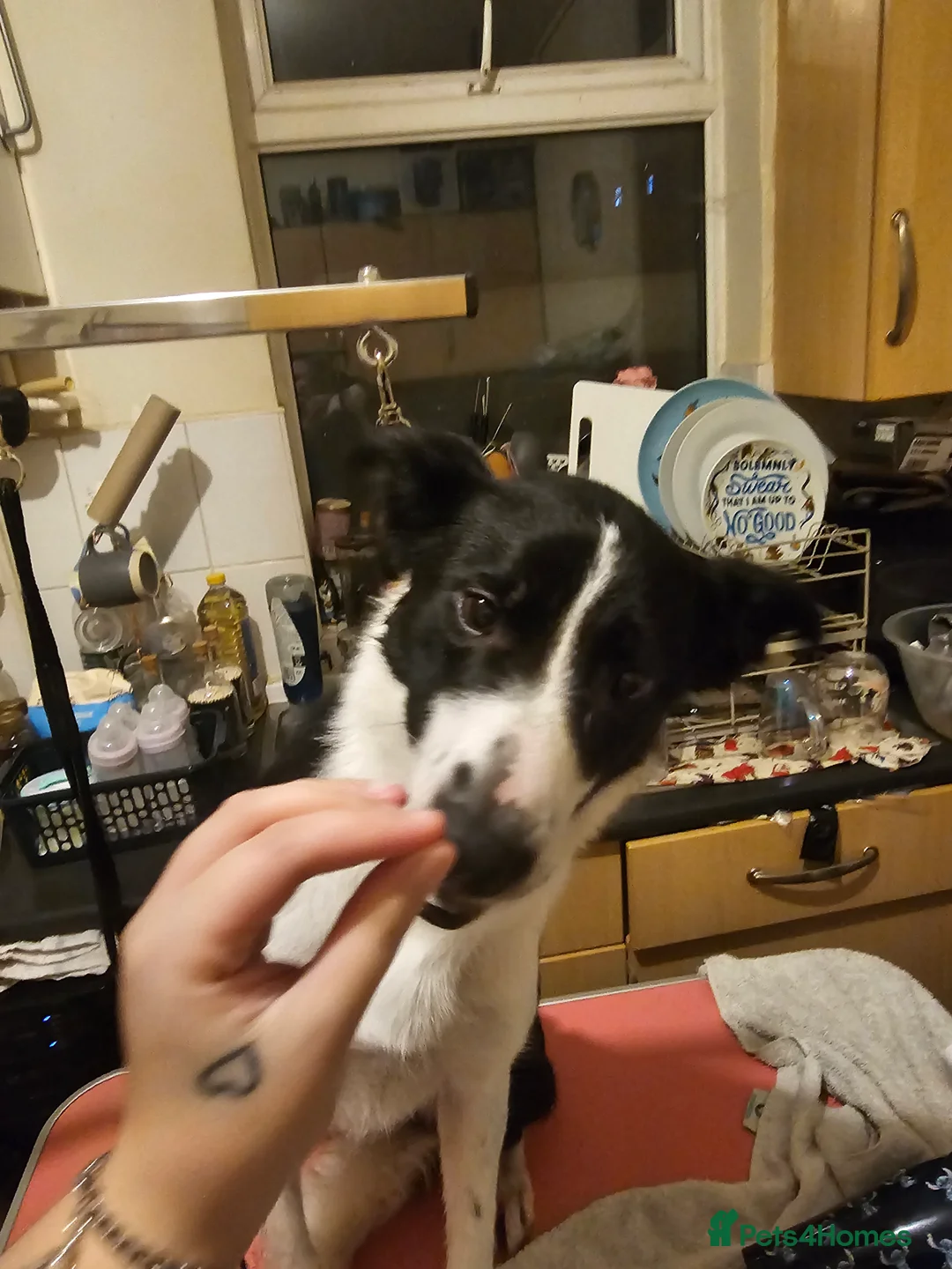 Border Collie dogs for sale: Border collie  - Advert 4