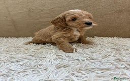 Sproodle dogs for sale: Lovely Sproodles (Springerpoos) - Image 17