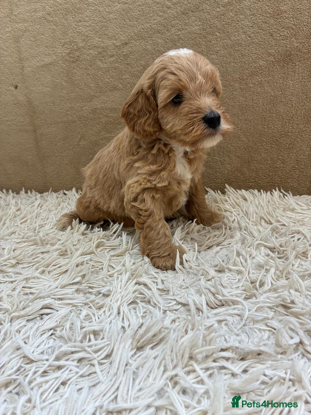 Sproodle dogs for sale: Lovely Sproodles (Springerpoos) - Image 17