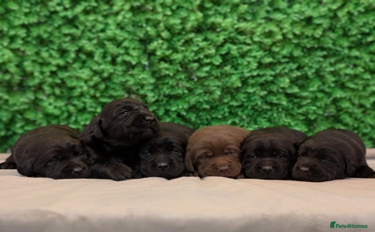 Labrador Retriever dogs - Advert 13