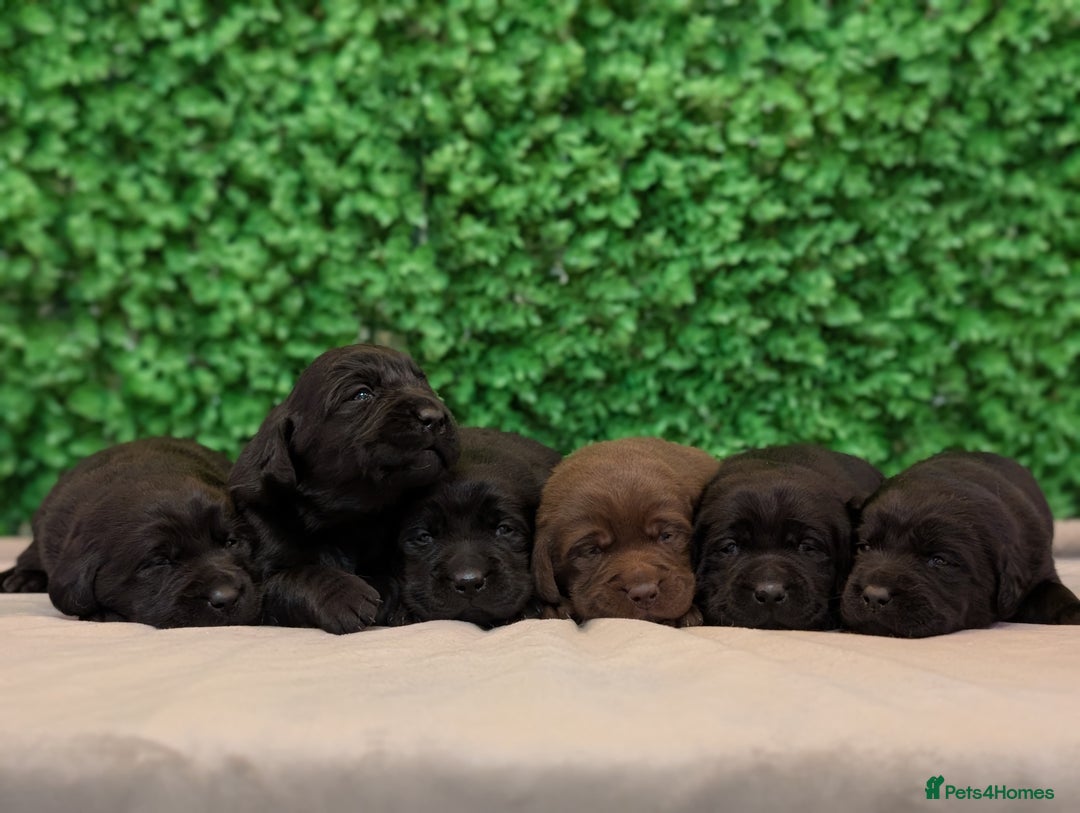 Labrador Retriever dogs for sale: CHUNKY BLACK AND CHOCOLATE PEDIGREE LABS - Image 1