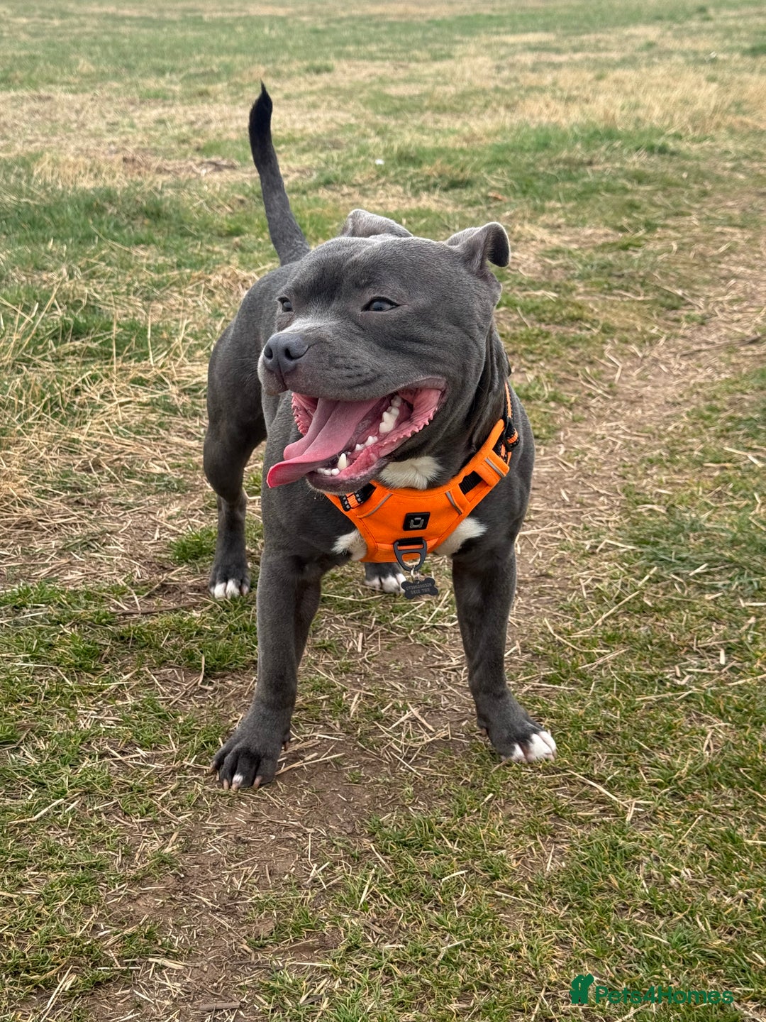 Staffordshire Bull Terrier dogs for stud: Blue Staff KC registered  “Koba” stud  in Swadlincote - Advert 3