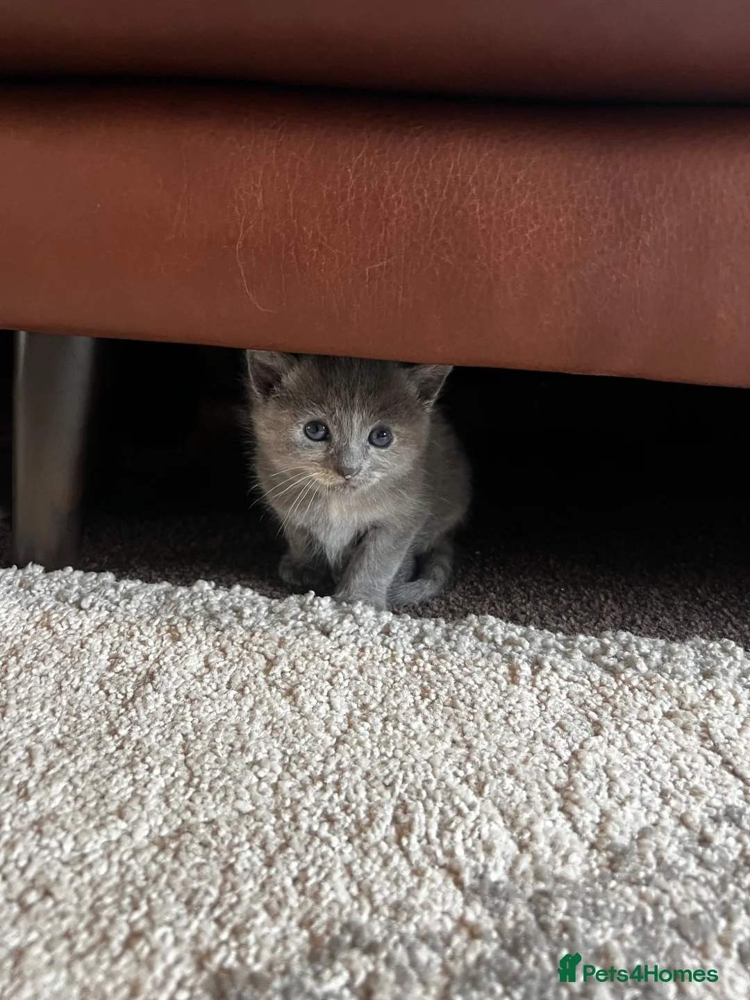 Ragdoll cats for sale: Beautiful Blue-Eyed Ragdoll Mix Kittens - Reserve! - Advert 4