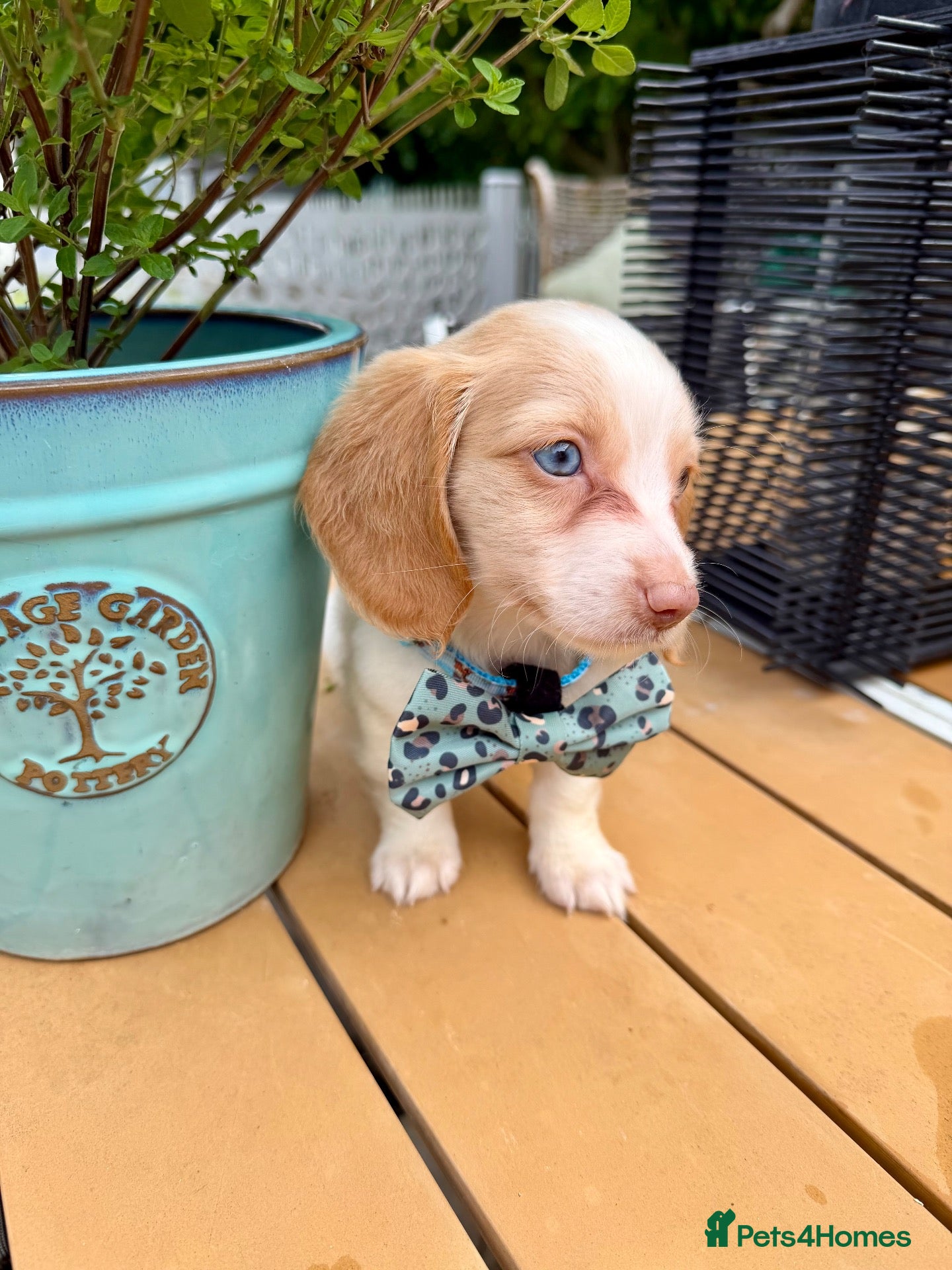 Miniature Dachshund dogs Piebald & Cream Longhairs  - Advert 1