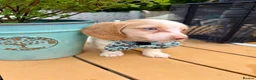 Miniature Dachshund dogs for sale: Piebald & Cream Longhairs  - Advert 9