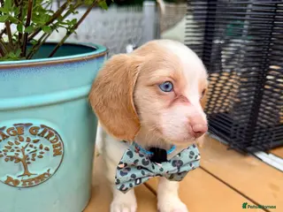 Miniature Dachshund dogs Piebald & Cream Longhairs - Advert 1