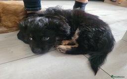 Mixed Breed dogs for sale: Pekingese mix breed puppies  - Advert 20