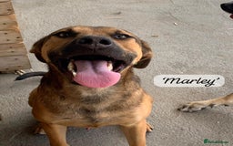 Mixed Breed dogs for adoption: Marley, approx 7 months. Available for adoption. - Image 11