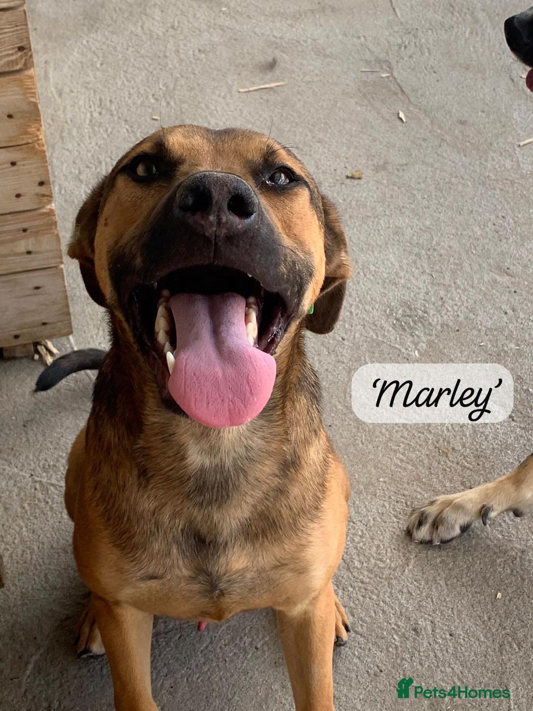 Mixed Breed dogs for adoption: Marley, approx 7 months. Available for adoption. - Image 11