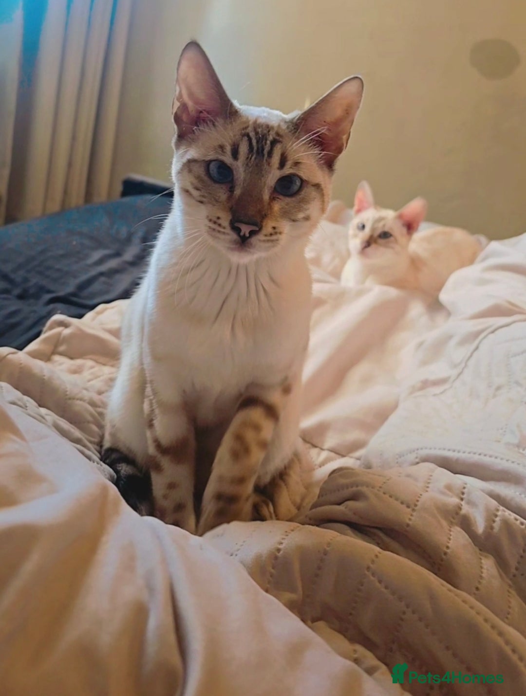 Bengal cats for sale: ✨ Planned Litter – Luxury Snow Bengals | Spring ✨ - Advert 23