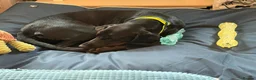 Mixed Breed dogs for adoption: Flora  ❤️  in Milton Keynes - Advert 5