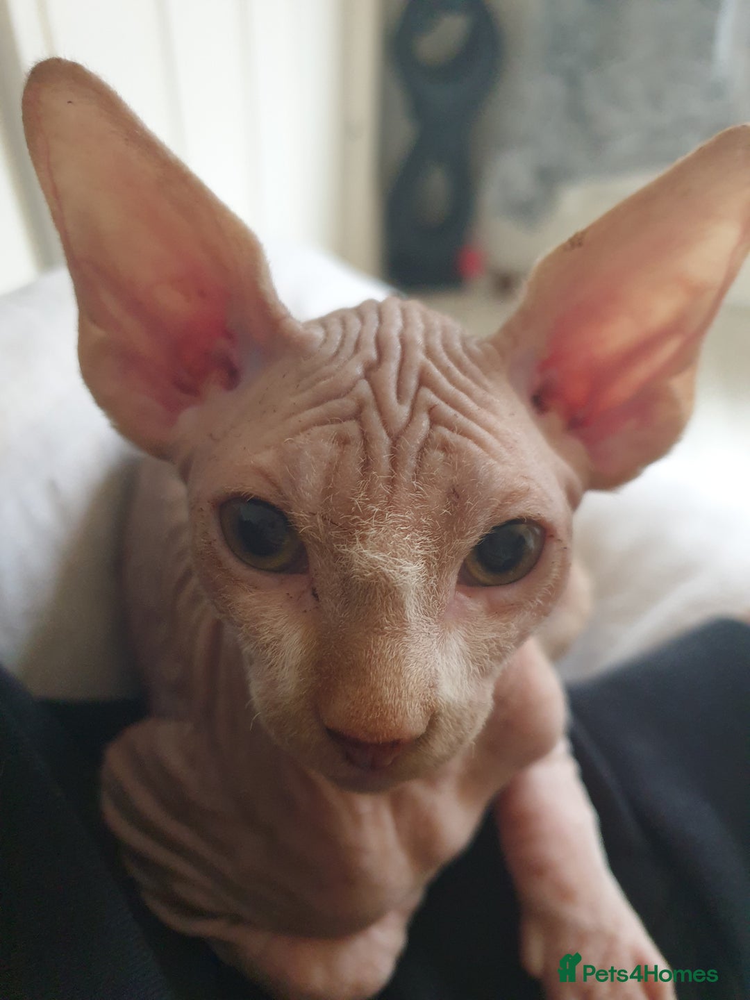 Sphynx cats for sale: 1 boy sphynx left ready for his forever home  - Advert 8