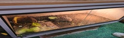 Tortoise reptiles for sale: Spur-thighed tortoise with vivarium  - Advert 3