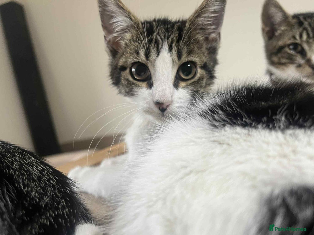 Mixed Breed cats for sale: 2 tabby kittens  - Image 17