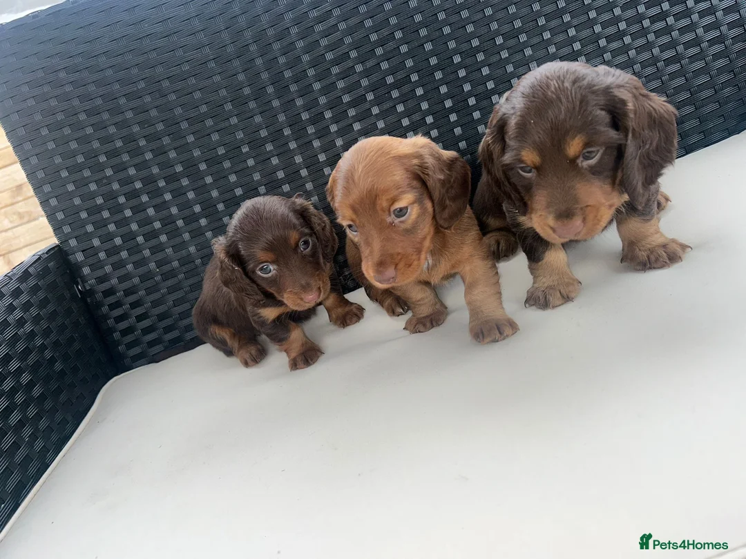 Miniature Dachshund dogs for sale: Miniature Dachshund Puppies - Advert 2