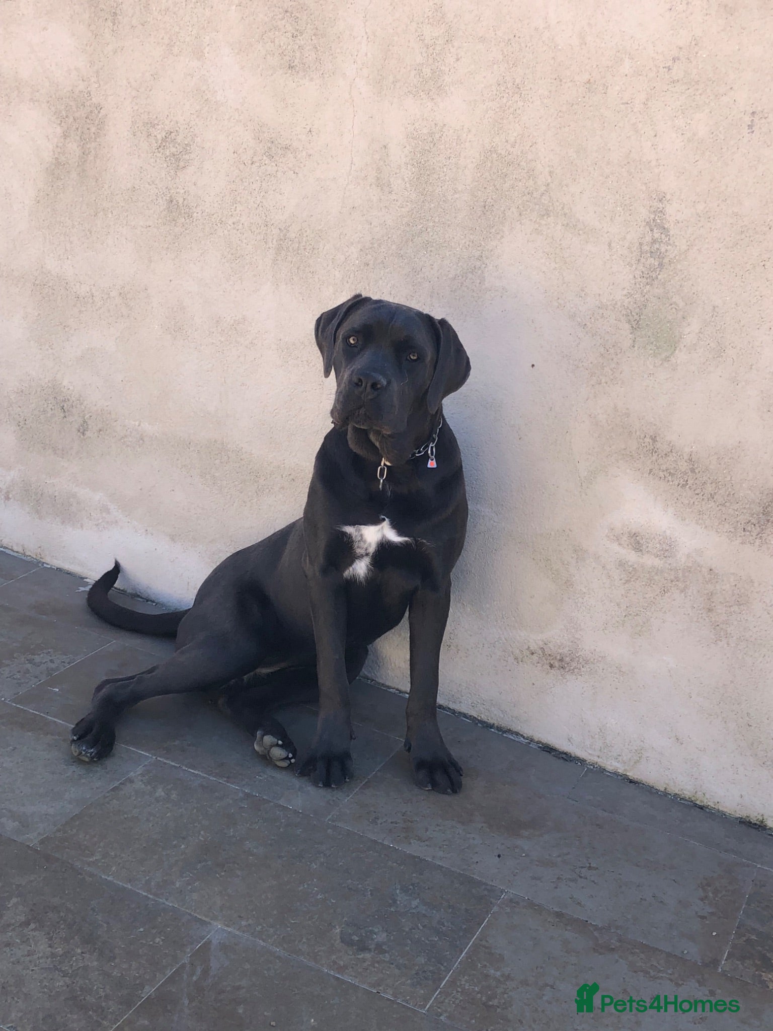 Cane Corso dogs Cane  Corso 15 month old female for sale  - Advert 8
