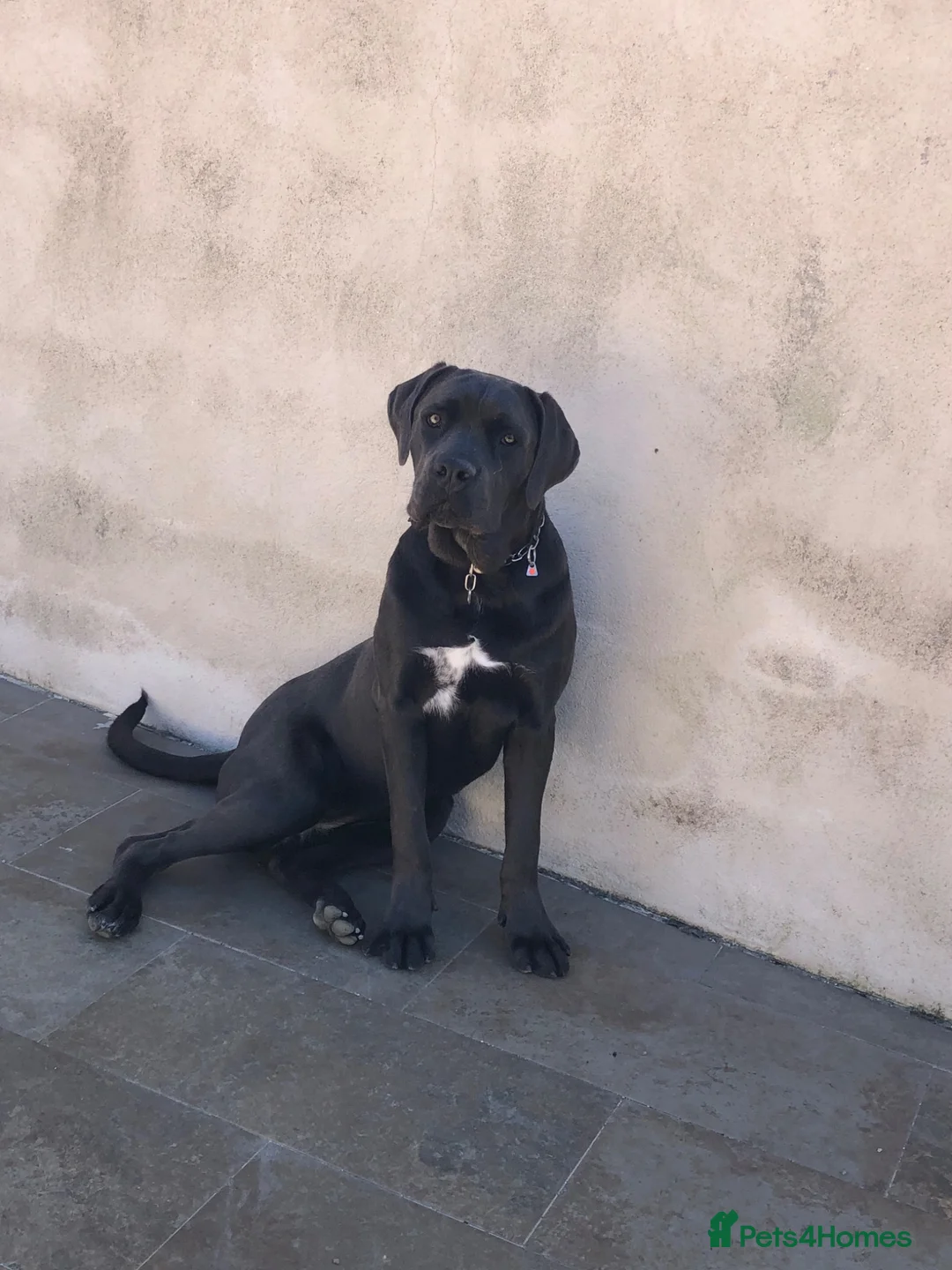 Cane Corso dogs for sale: Cane  Corso 15 month old female for sale  in London - Advert 2