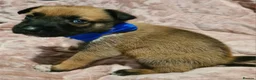 Belgian Shepherd Dog dogs for sale: Belgian malinois puppies  - Advert 11
