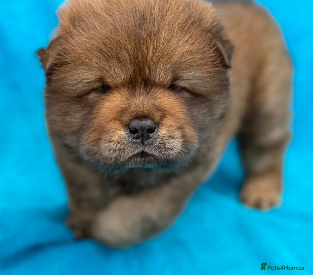 Chow Chow dogs for sale: KC Reg Chow Chow Puppies  - Image 19