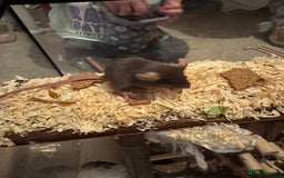 Mouse rodents for sale: Baby fancy mice - Image 2
