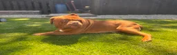 Dogue De Bordeaux dogs for stud: **STUD** not for sale kc Bordeaux  - Advert 3