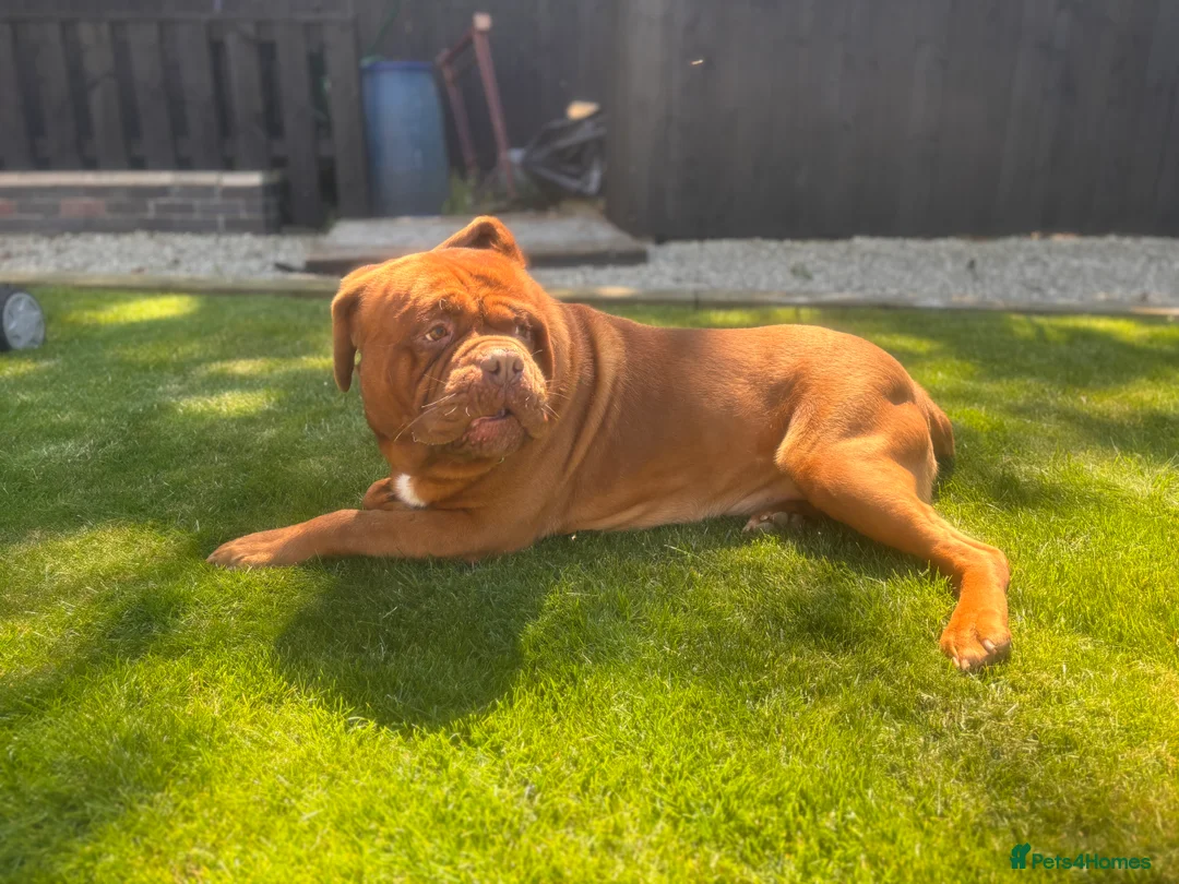 Dogue De Bordeaux dogs for stud: **STUD** not for sale kc Bordeaux  - Advert 3