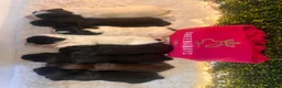 Sprocker dogs for sale: 5 * Breeder Health-Tested F1b Sprocker Puppies - Advert 15