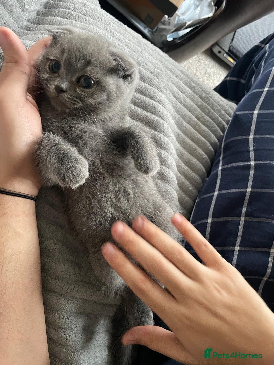Scottish Fold cats for sale: Very Friendly Kittens, Pedigree Scottish Fold  - Advert 4