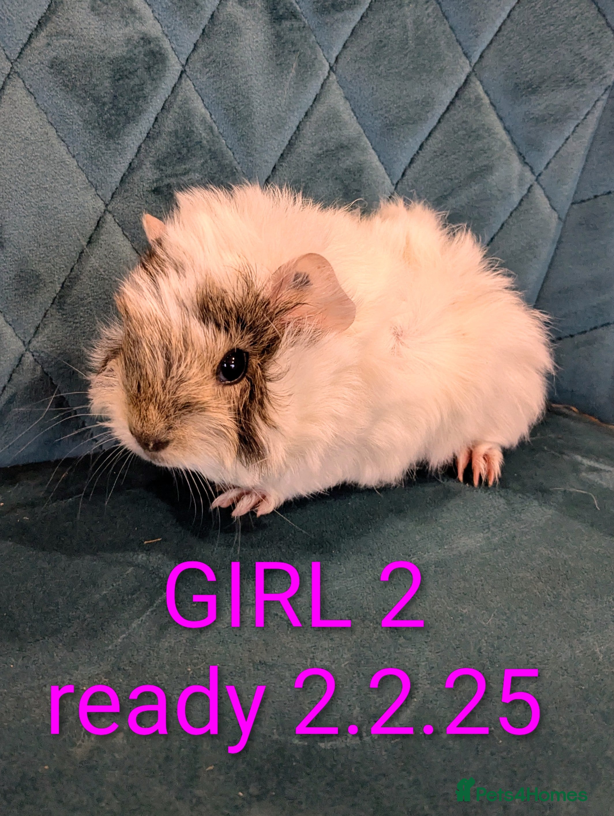 Guinea Pig rodents GUINEA PIGS FOR SALE - Advert 17