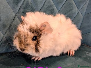 Guinea Pig rodents GUINEA PIGS FOR SALE - Advert 18