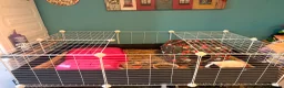 Guinea Pig rodents for sale: 2 friendly girl guineas with c&c cage - Advert 4