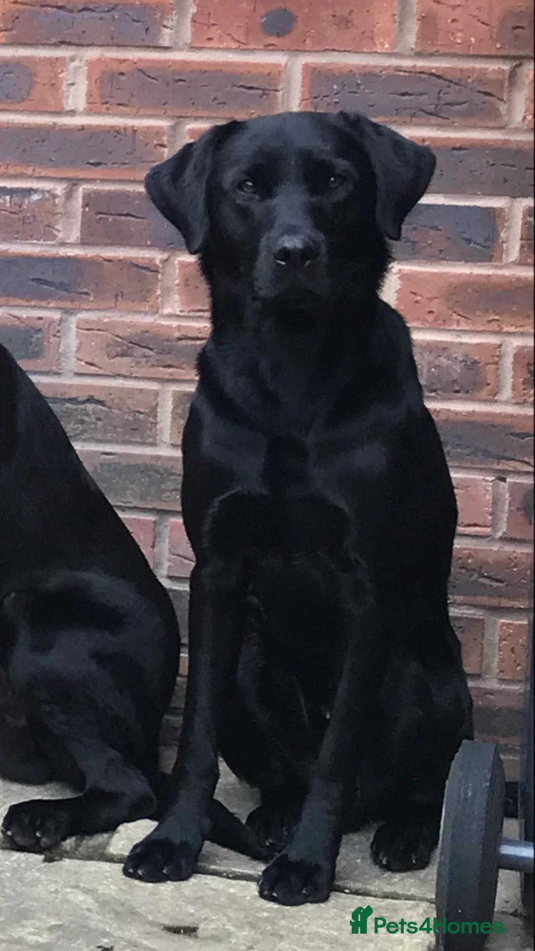 Labrador Retriever dogs for stud: FIELD TRIAL CHAMPION at STUD in Usk - Advert 3