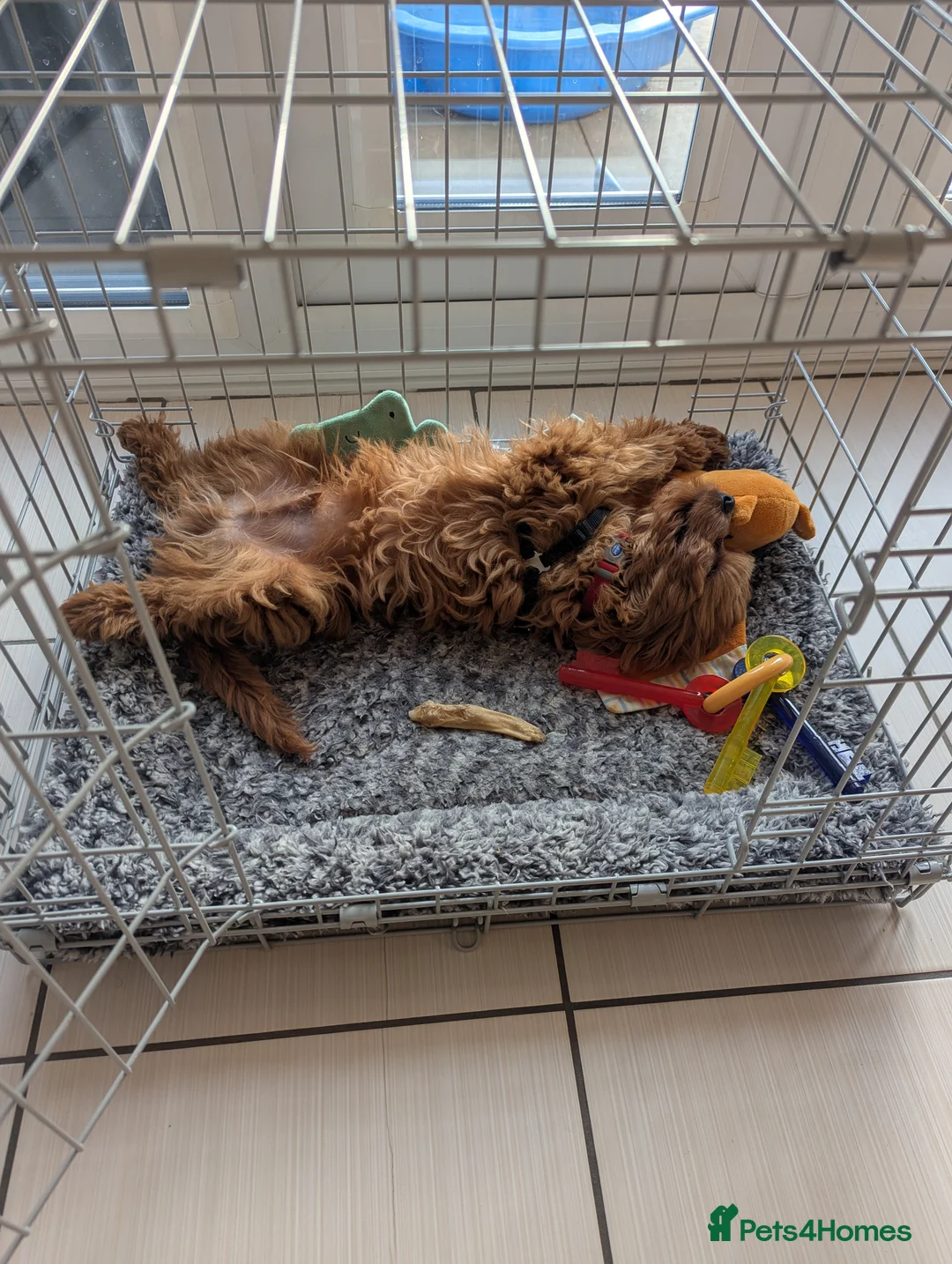 Cavapoo dogs for sale: Red F1 Cavapoo - Advert 8