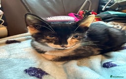 Savannah cats for sale: Beautiful female calico   - Image 1