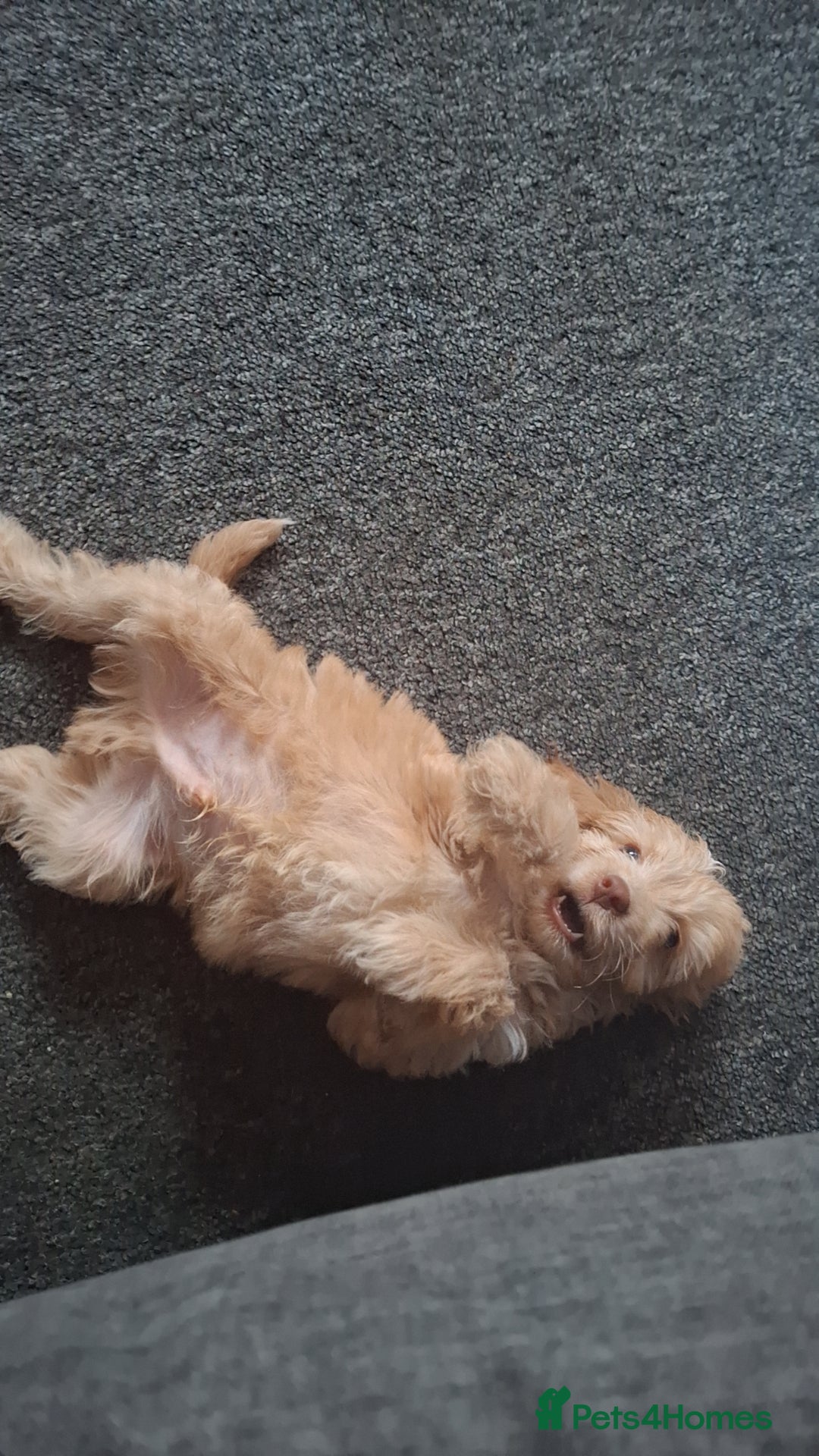 Cockapoo dogs for sale: Cockapoo puppy  - Image 4