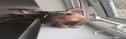 Sphynx cats for sale: Sphynx Cat - Advert 2