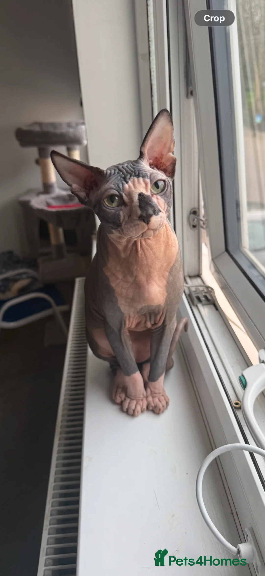 Sphynx cats for sale: Sphynx Cat - Advert 2