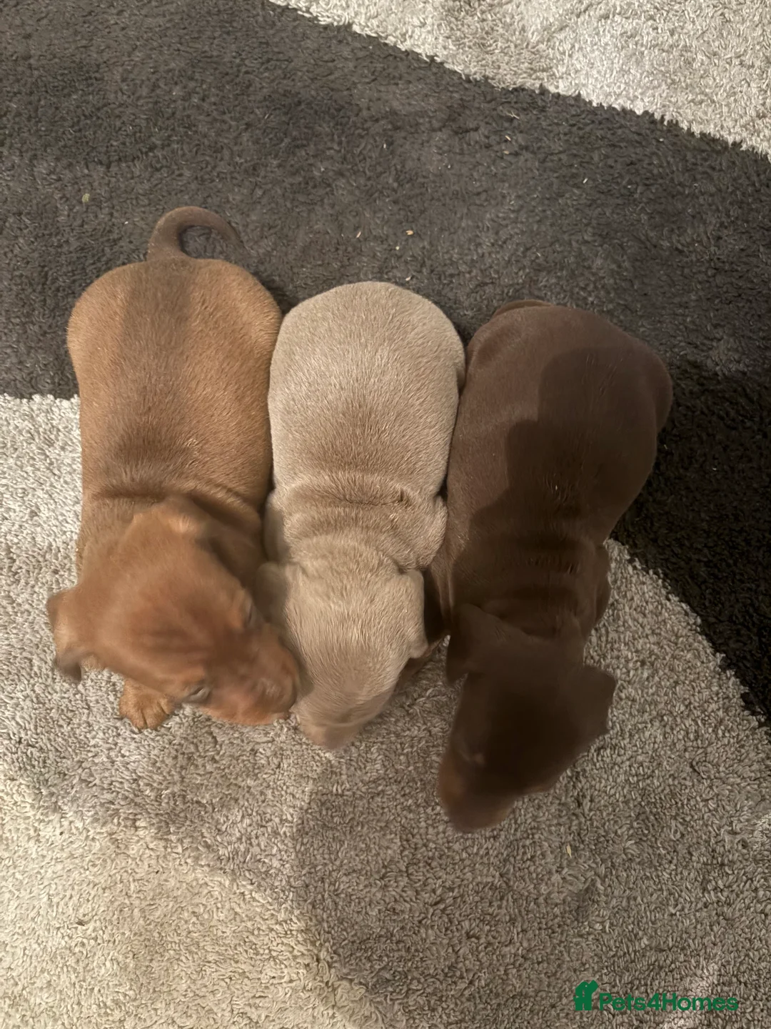 Dachshund dogs for sale: Dachshund  - Advert 2