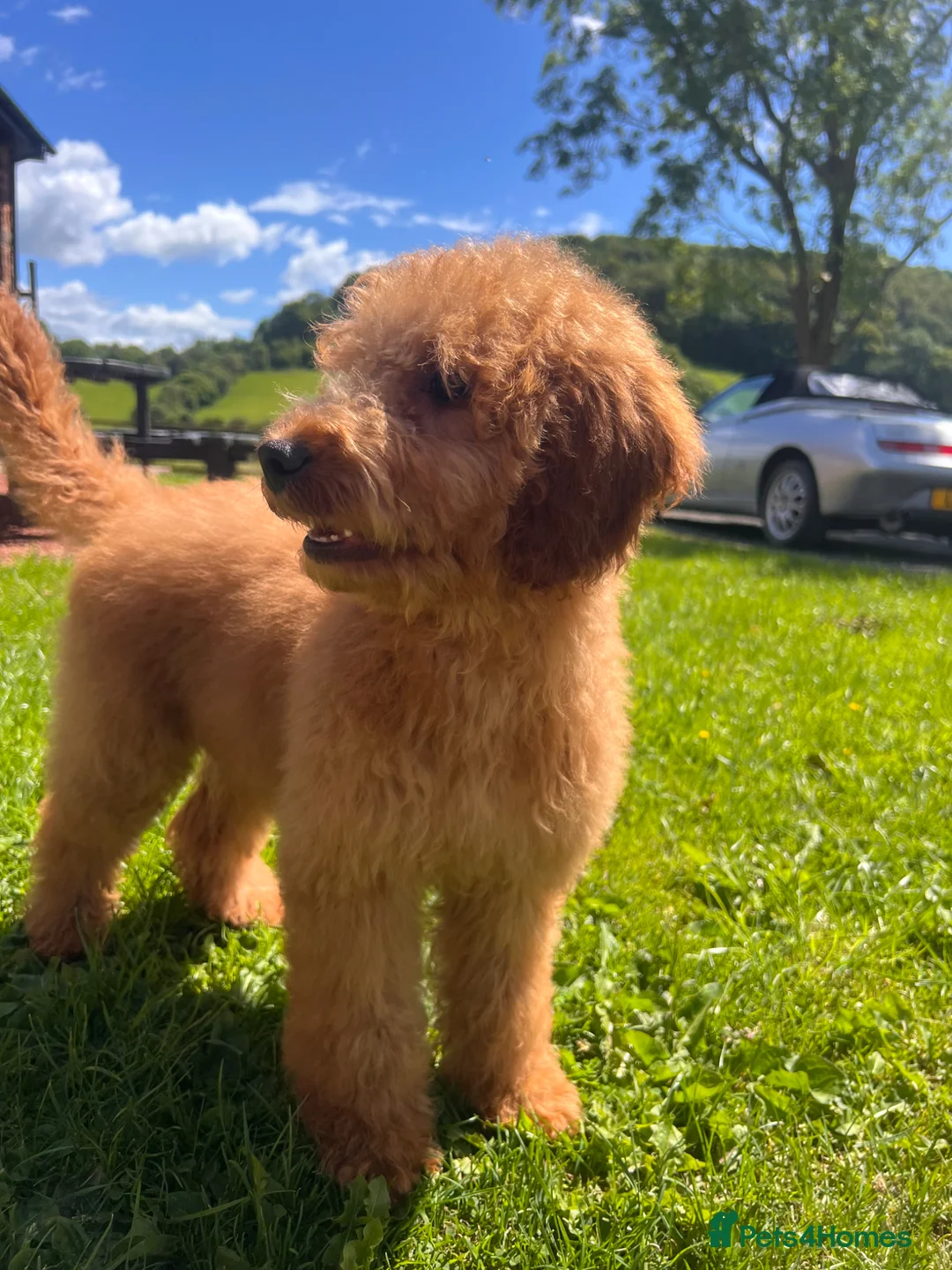 Goldendoodle dogs for sale: Mini Irishdoodle Ready now! health tested parents - Advert 1