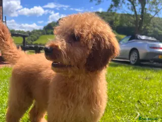 Goldendoodle dogs Mini Irishdoodle Ready now! health tested parents - Advert 7