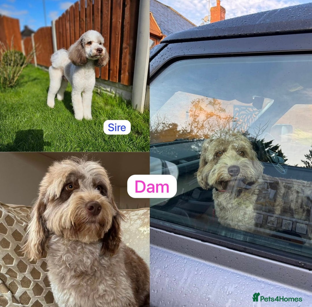 Labradoodle dogs for sale: * Choc & Tan Phantom F1B Male , please read ad * - Image 5