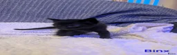 Mixed Breed cats for sale: Six adorable and sweet natured kittens in Kilmarnock - Advert 16