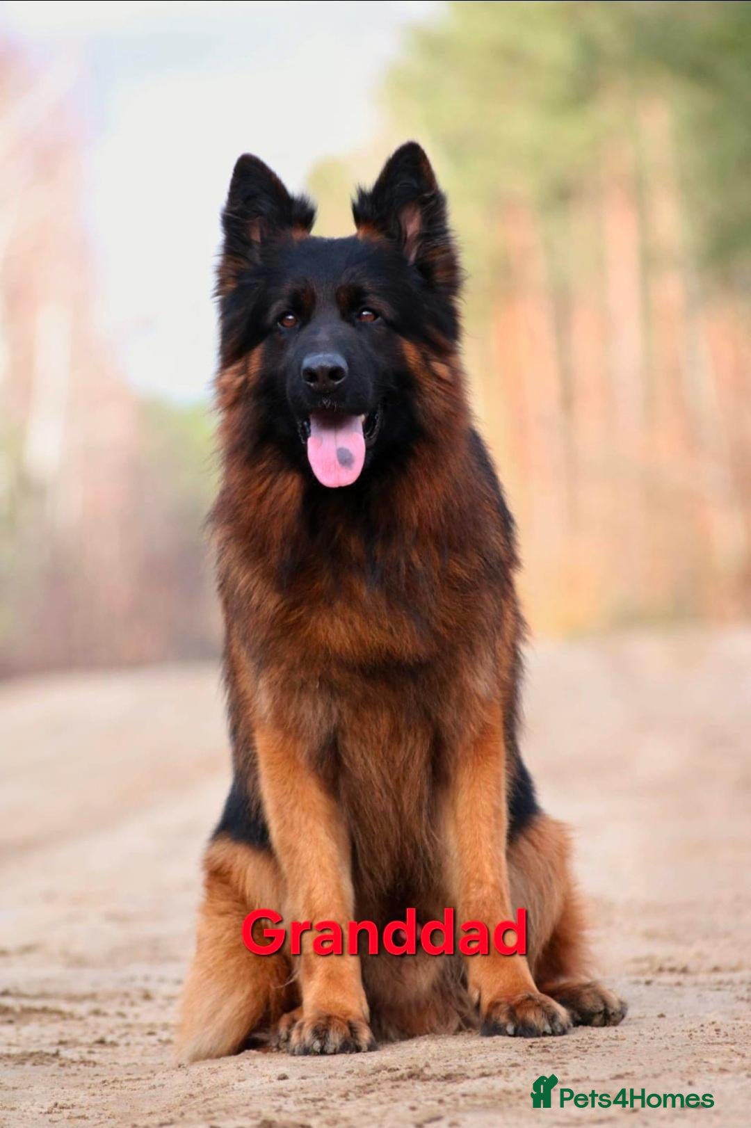 German Shepherd dogs for sale: KC, DM clear, health tested, German Shepherds  - Advert 2