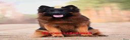 German Shepherd dogs for sale: KC, DM clear, health tested, German Shepherds  - Advert 2