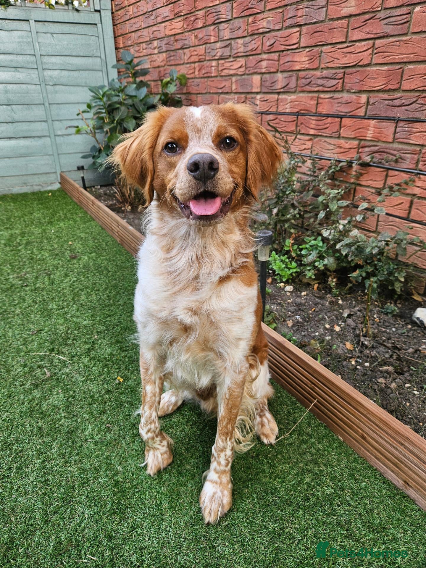 Brittany Spaniel dogs KC Registered Brittany Spaniel Available for Stud  - Advert 1