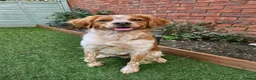 Brittany Spaniel dogs for stud: KC Registered Brittany Spaniel Available for Stud  in Andover - Advert 1
