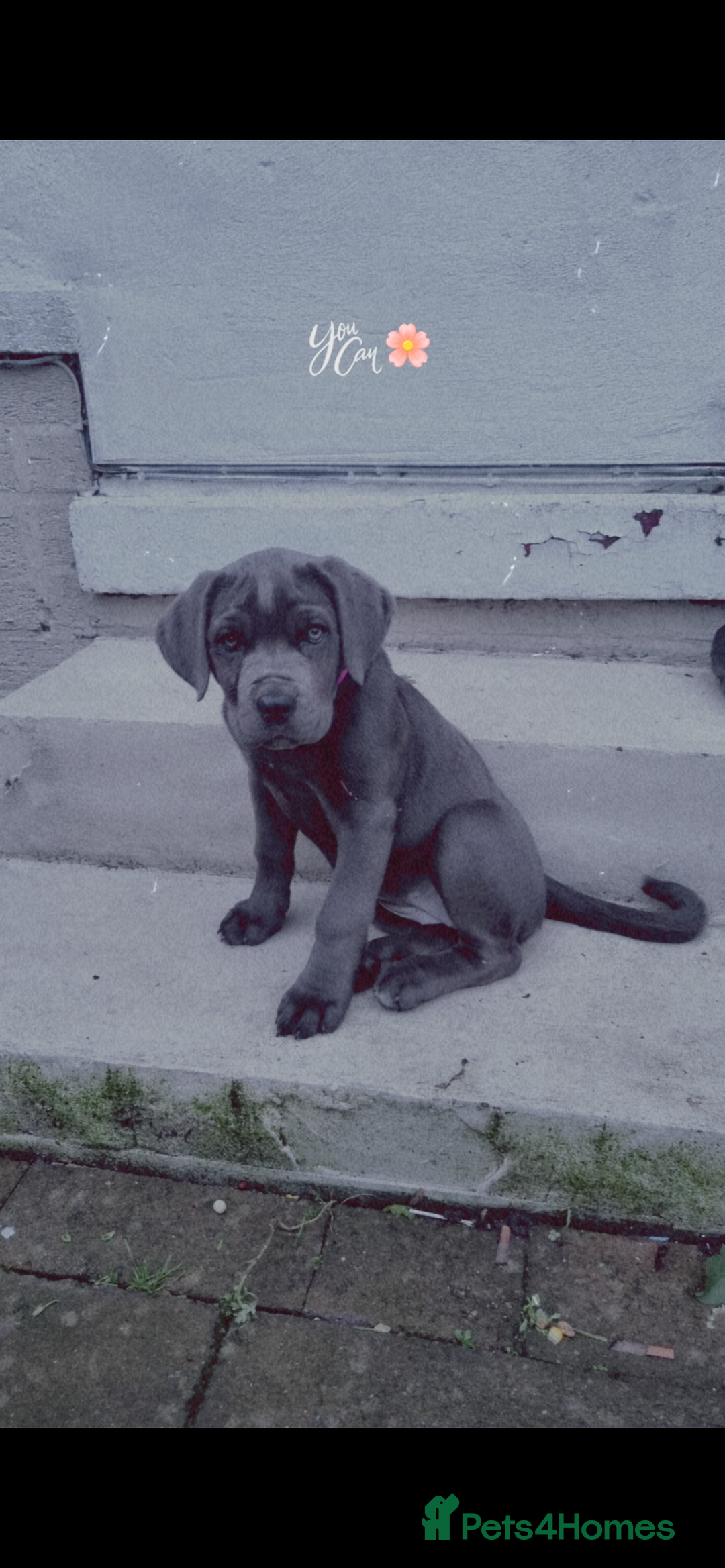 Cane Corso dogs for sale: Full pedigree cane corso - Advert 14