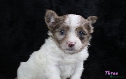 Yorkshire Terrier dogs for sale: Stunning Biro & Merle Yorkie Girls – Ready Nov 25 - Advert 11