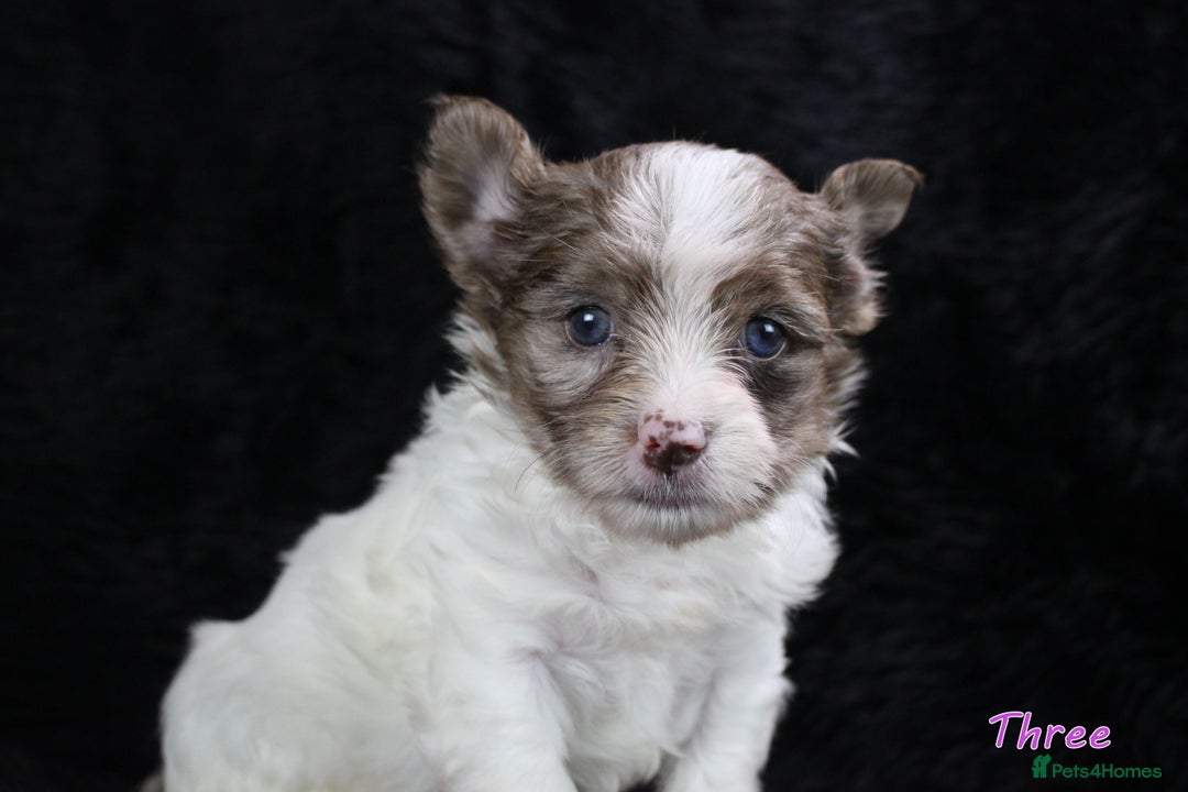 Yorkshire Terrier dogs for sale: Stunning Biro & Merle Yorkie Girls – Ready Nov 25 - Advert 11